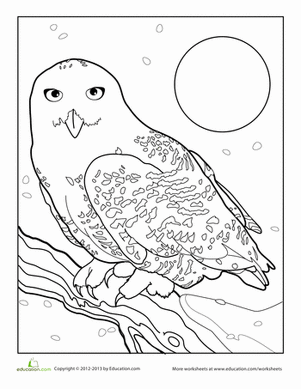 Snowy Owl coloring #19, Download drawings