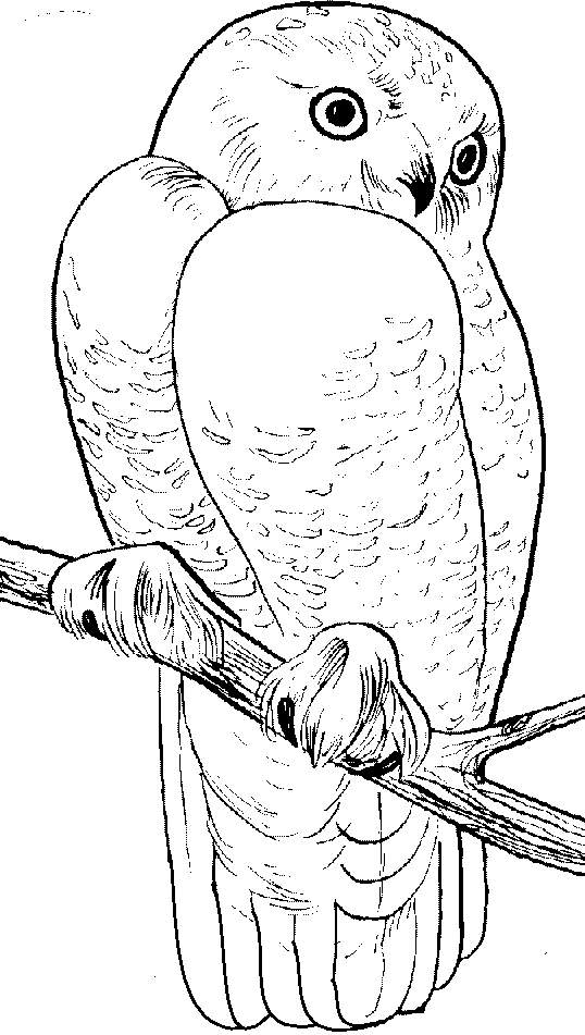 Snowy Owl coloring #15, Download drawings