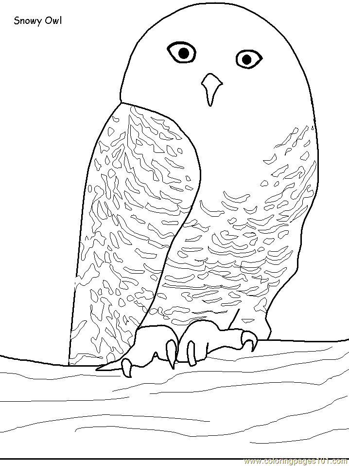 Snowy Owl coloring #17, Download drawings