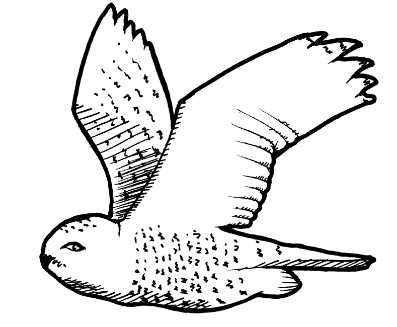 Snowy Owl coloring #14, Download drawings