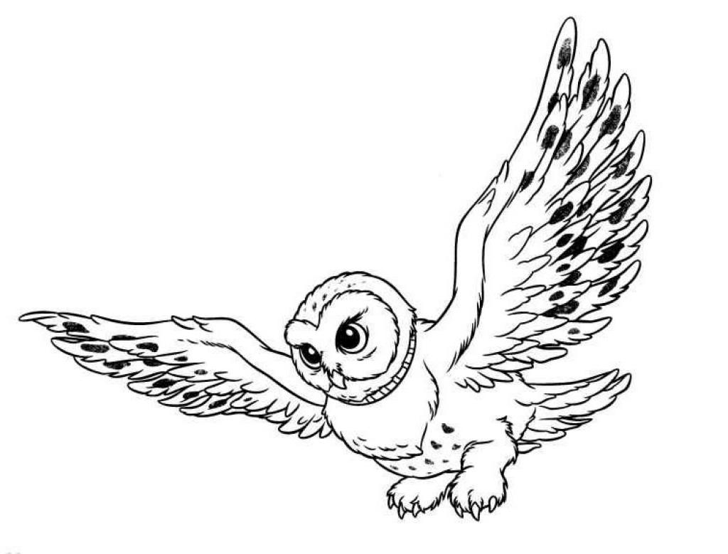 Snowy Owl coloring #16, Download drawings
