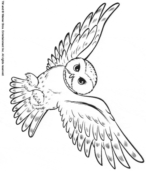 Snowy Owl coloring #13, Download drawings