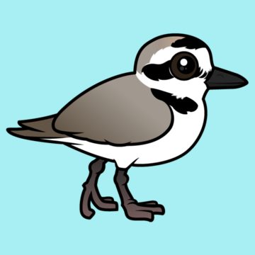 Snowy Plover clipart #4, Download drawings