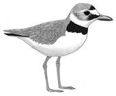Snowy Plover clipart #2, Download drawings
