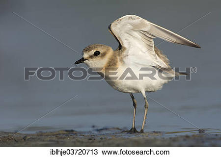 Snowy Plover clipart #7, Download drawings