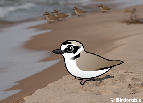 Snowy Plover coloring #12, Download drawings