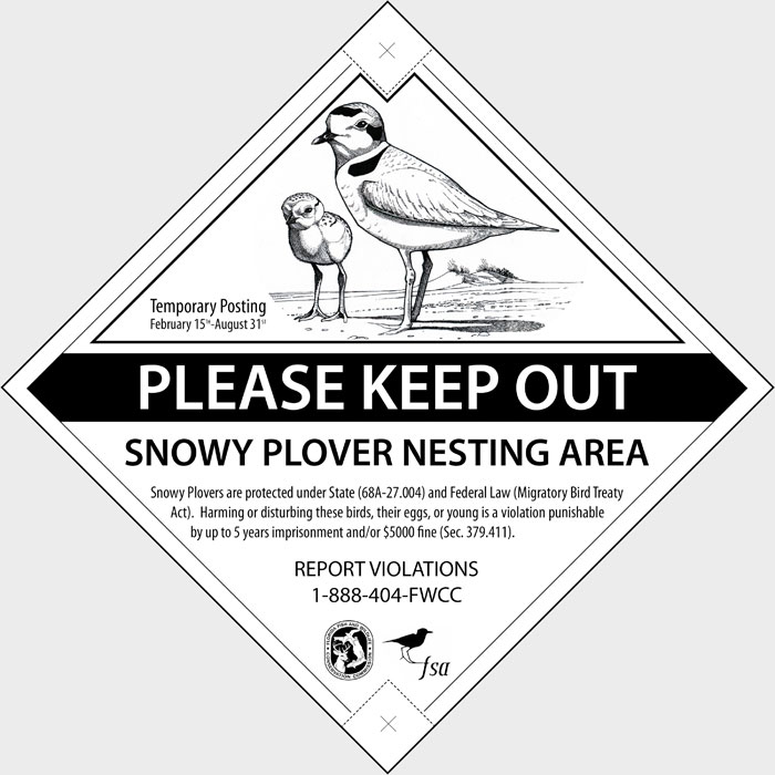 Snowy Plover coloring #7, Download drawings