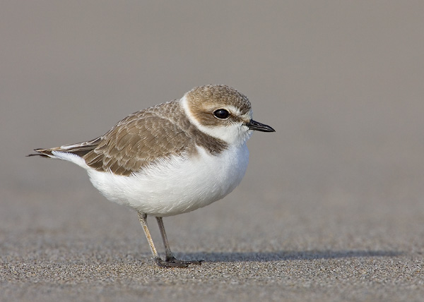 Snowy Plover coloring #5, Download drawings