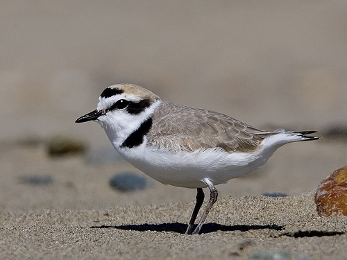 Snowy Plover coloring #4, Download drawings