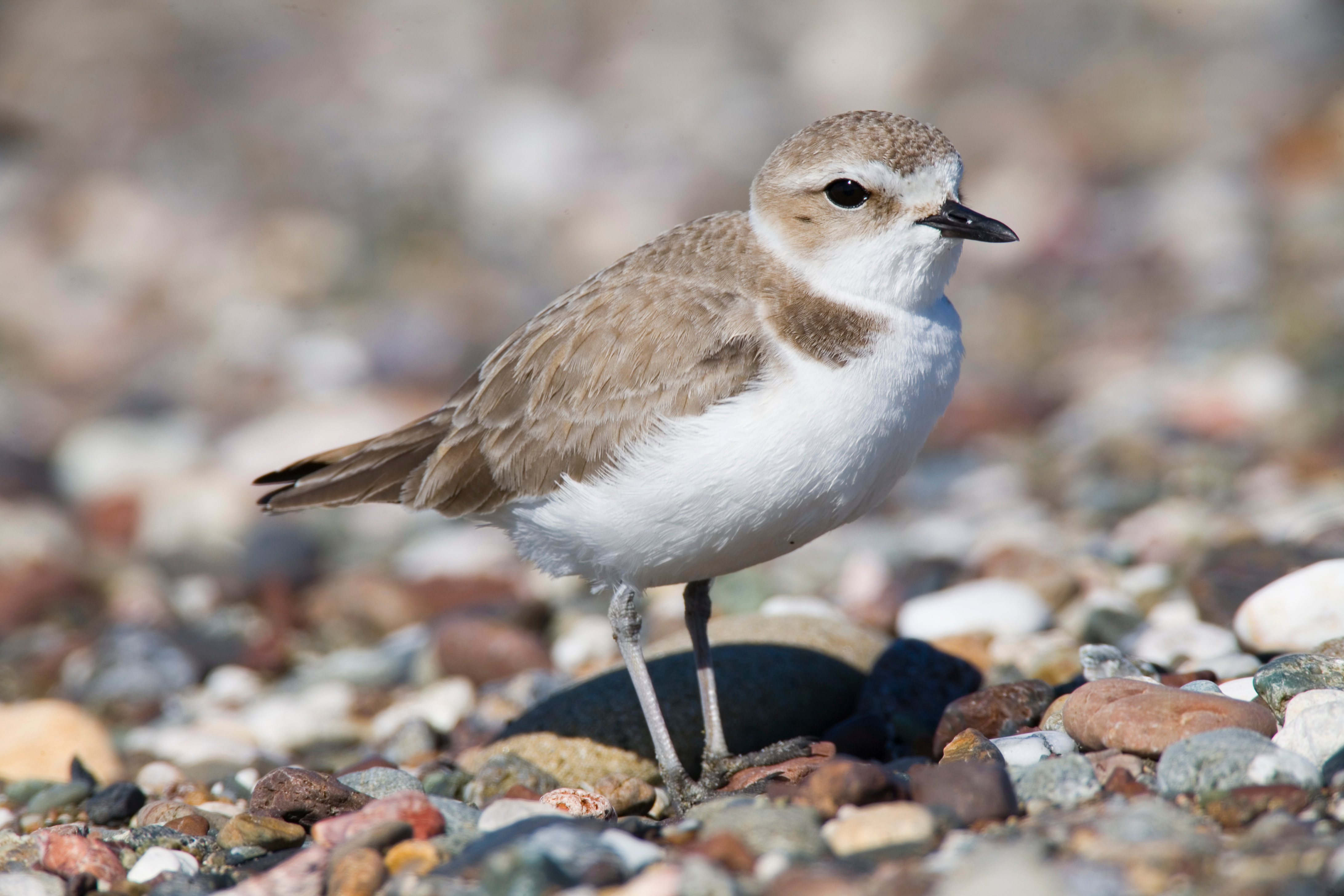 Snowy Plover coloring #3, Download drawings