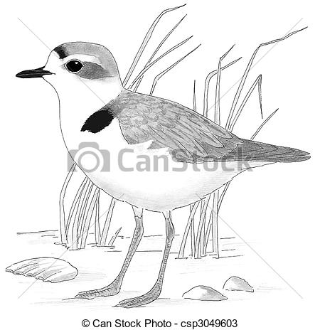 Snowy Plover coloring #13, Download drawings