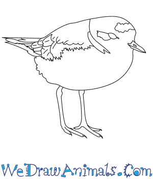 Snowy Plover coloring #17, Download drawings