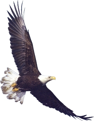 White-tailed Eagle clipart #4, Download drawings