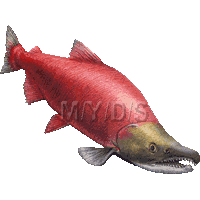Sockeye Salmon clipart #7, Download drawings