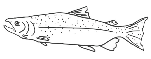 Sockeye Salmon coloring #13, Download drawings