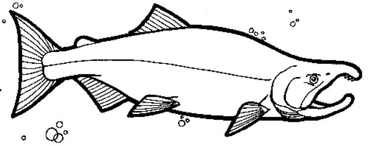 Sockeye Salmon coloring #8, Download drawings