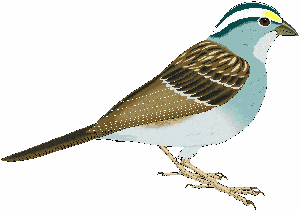 Sparrow clipart #20, Download drawings