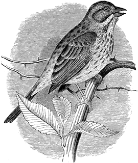 Song Sparrow clipart #2, Download drawings