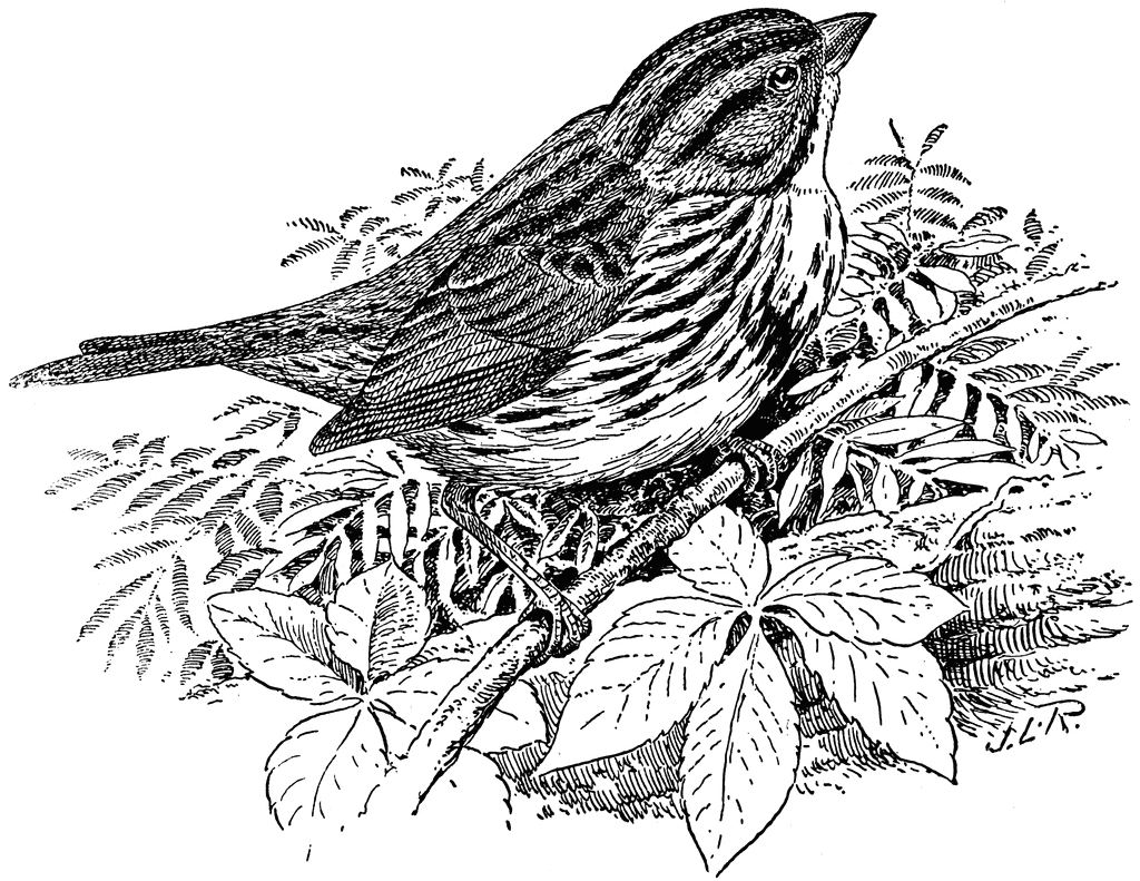 Song Sparrow coloring #4, Download drawings