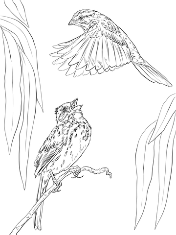 Song Sparrow coloring #1, Download drawings
