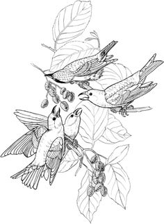 Song Sparrow coloring #3, Download drawings