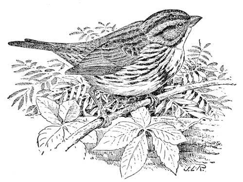 Song Sparrow coloring #15, Download drawings