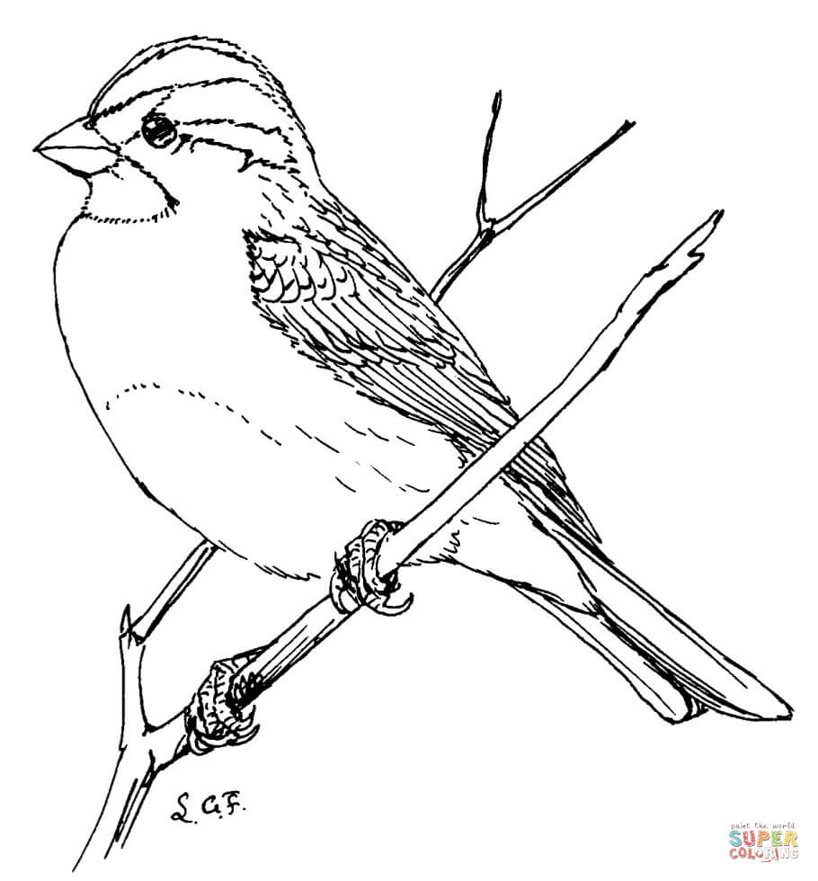 Song Sparrow coloring #12, Download drawings