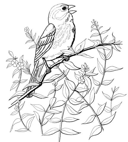 Song Sparrow coloring #8, Download drawings