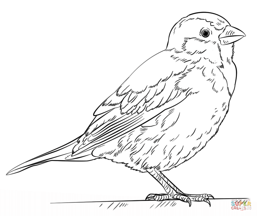 Sparrow coloring #14, Download drawings