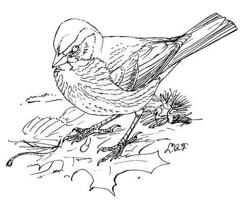 Song Sparrow coloring #11, Download drawings