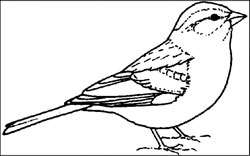 Song Sparrow coloring #20, Download drawings
