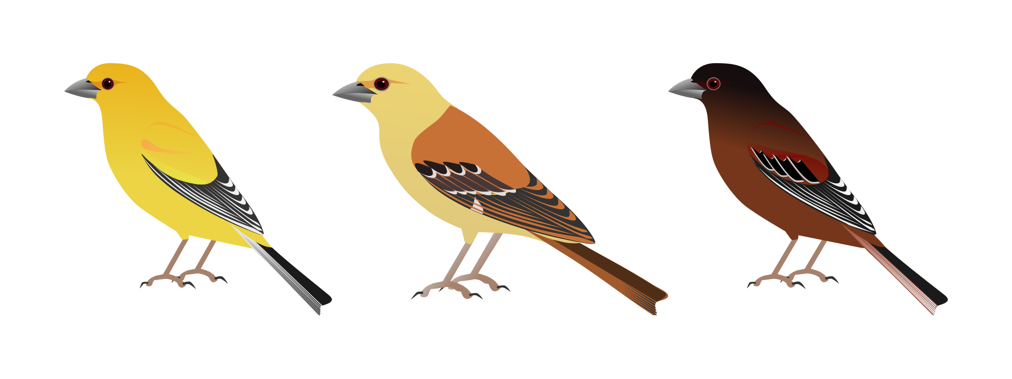 Song Sparrow svg #15, Download drawings