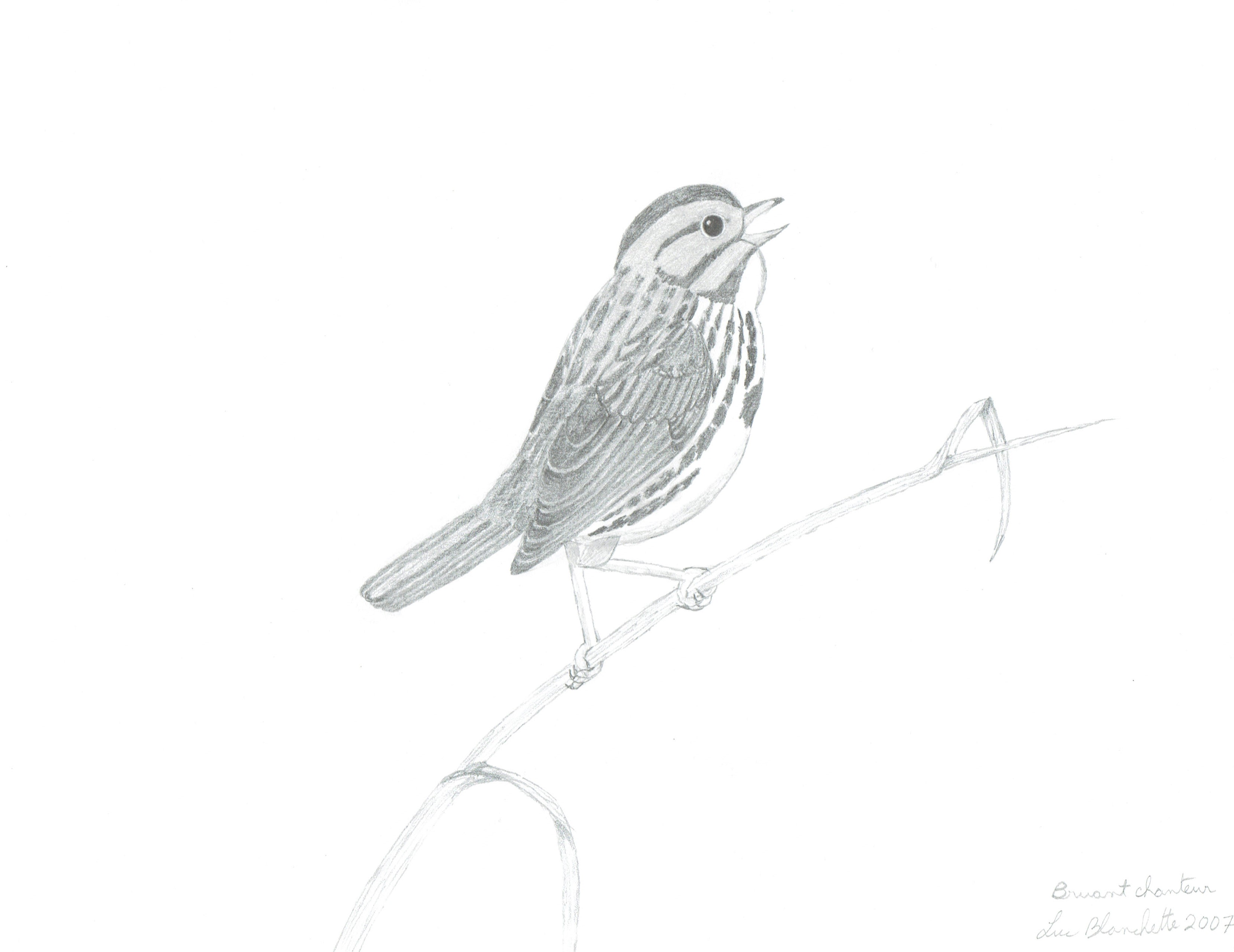 Song Sparrow svg #16, Download drawings