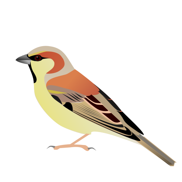 Song Sparrow svg #3, Download drawings