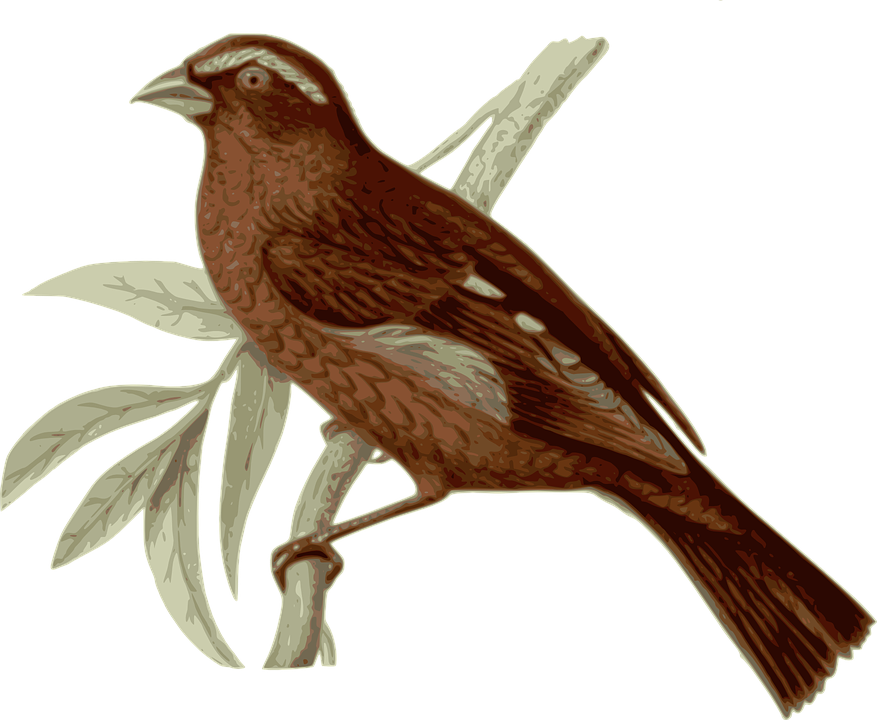 Song Sparrow svg #9, Download drawings