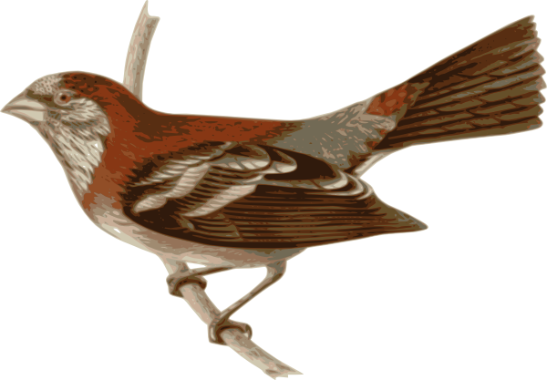 Song Sparrow svg #6, Download drawings