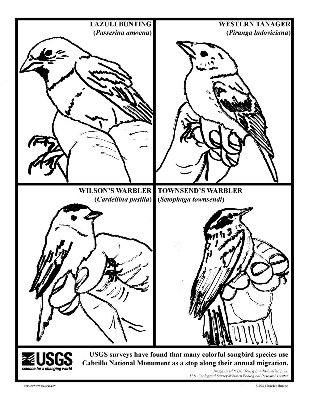 Songbird coloring #1, Download drawings