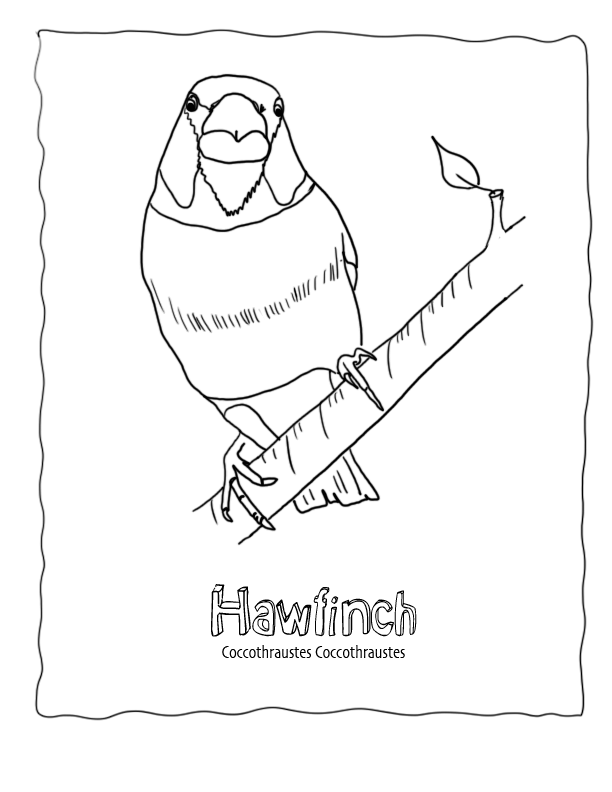 Songbird coloring #4, Download drawings
