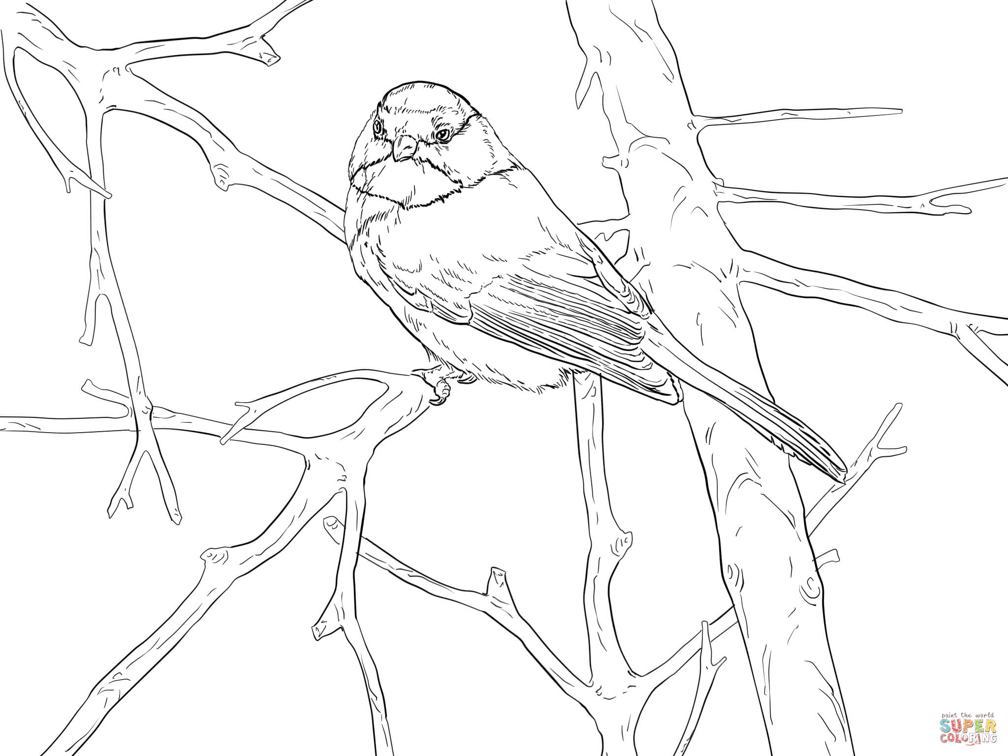 Songbird coloring #8, Download drawings