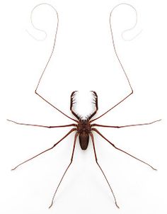 South American Cave Spider coloring #8, Download drawings