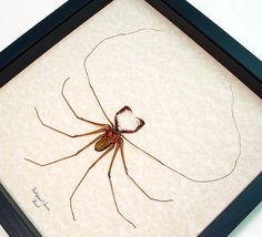 South American Cave Spider coloring #14, Download drawings