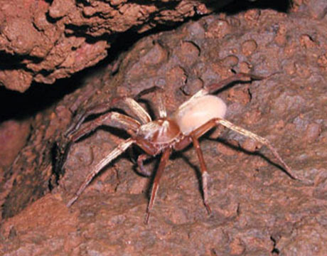 South American Cave Spider svg #18, Download drawings
