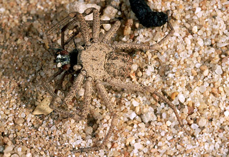 South American Cave Spider svg #12, Download drawings