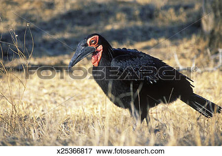 Southern Ground Hornbill clipart #11, Download drawings