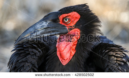 Southern Ground Hornbill clipart #18, Download drawings