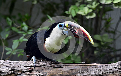 Southern Ground Hornbill clipart #2, Download drawings