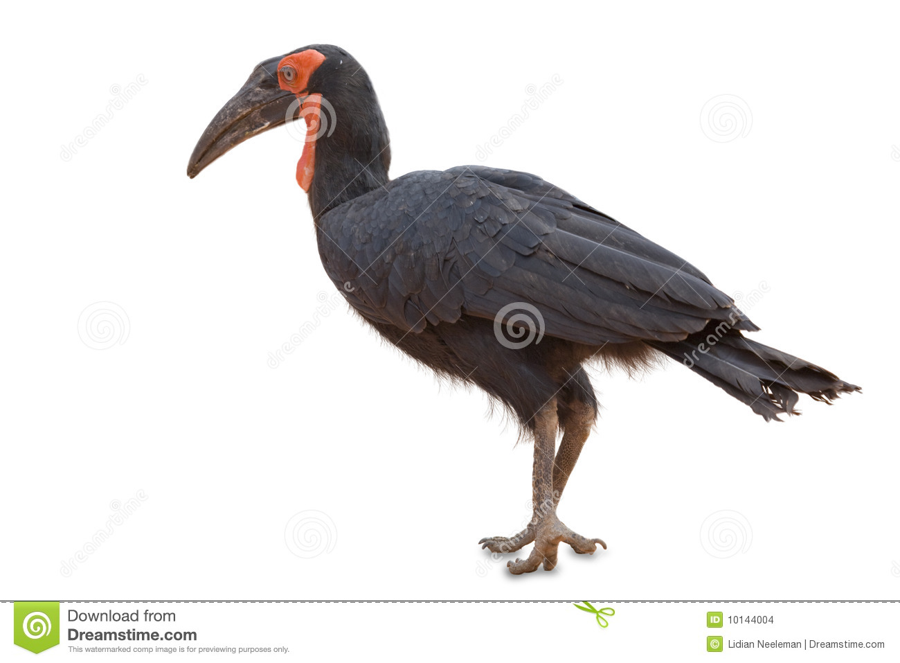 Southern Ground Hornbill clipart #16, Download drawings