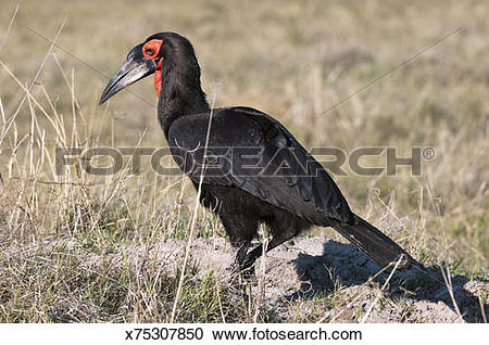 Southern Ground Hornbill clipart #3, Download drawings