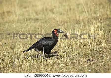 Southern Ground Hornbill clipart #5, Download drawings