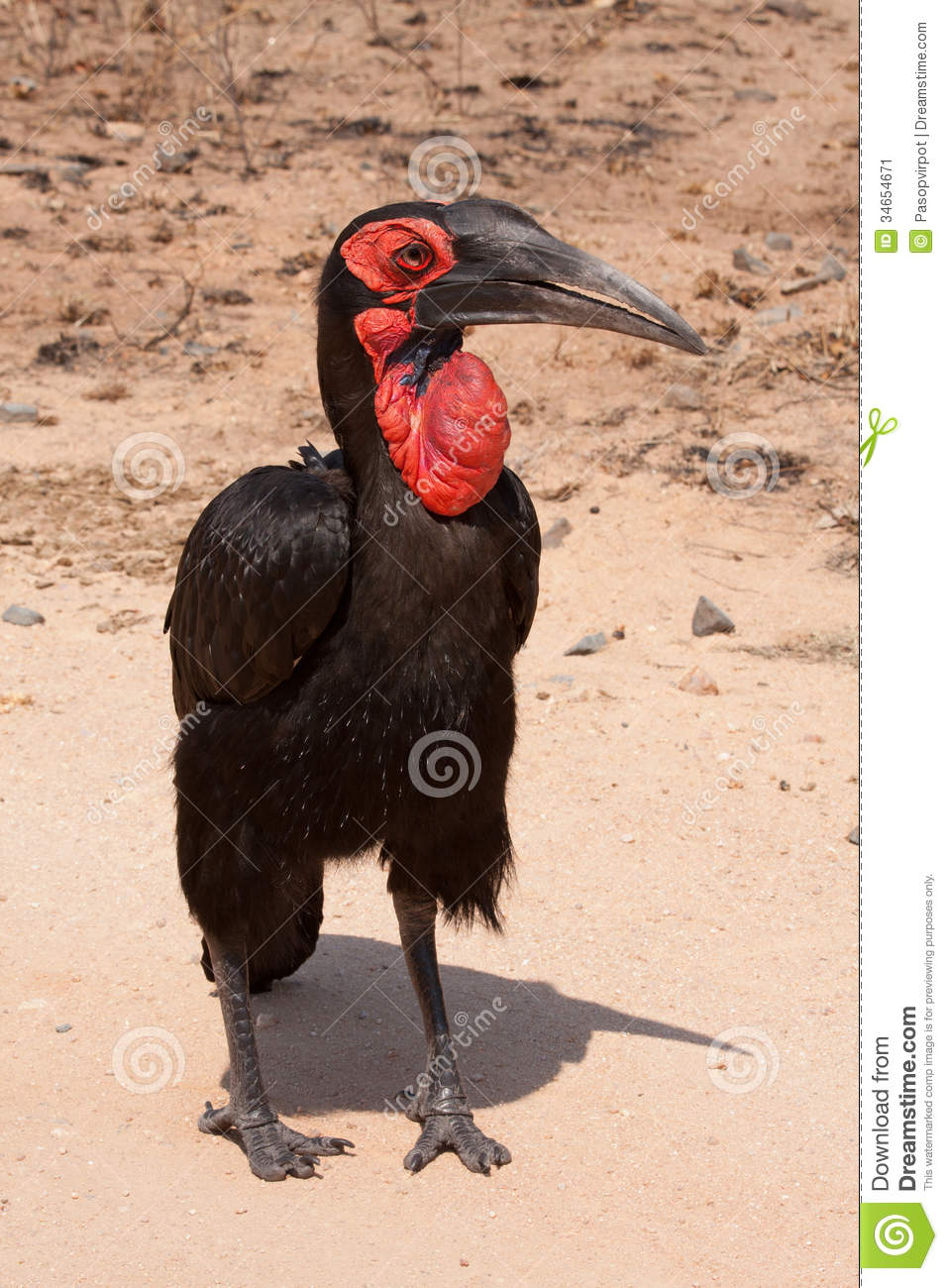 Southern Ground Hornbill clipart #8, Download drawings